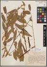 Foto von Salix excelsa S. G. Gmel.